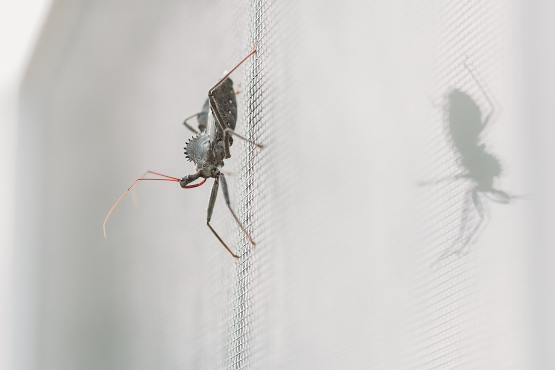 A Practical Guide to Quarterly vs Monthly Pest Control