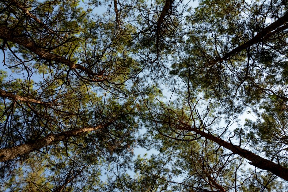 Detailed Guide to Unique Pest Challenges in the Piney Woods Region