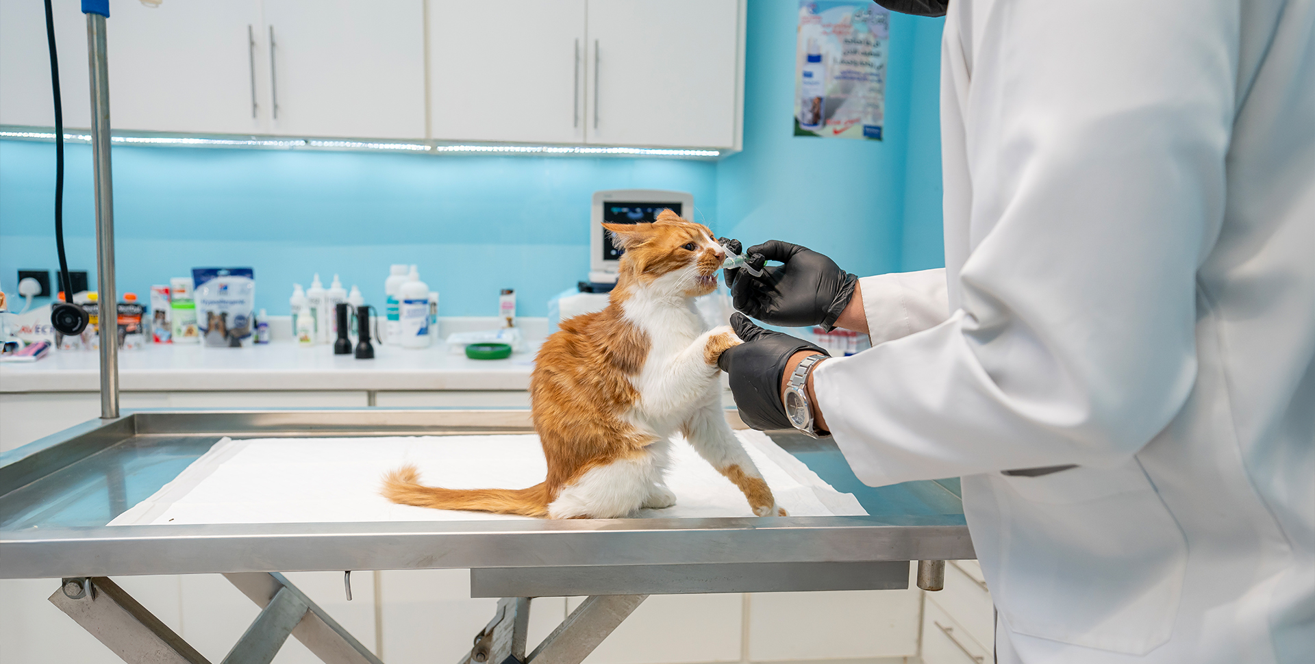 Vet Services