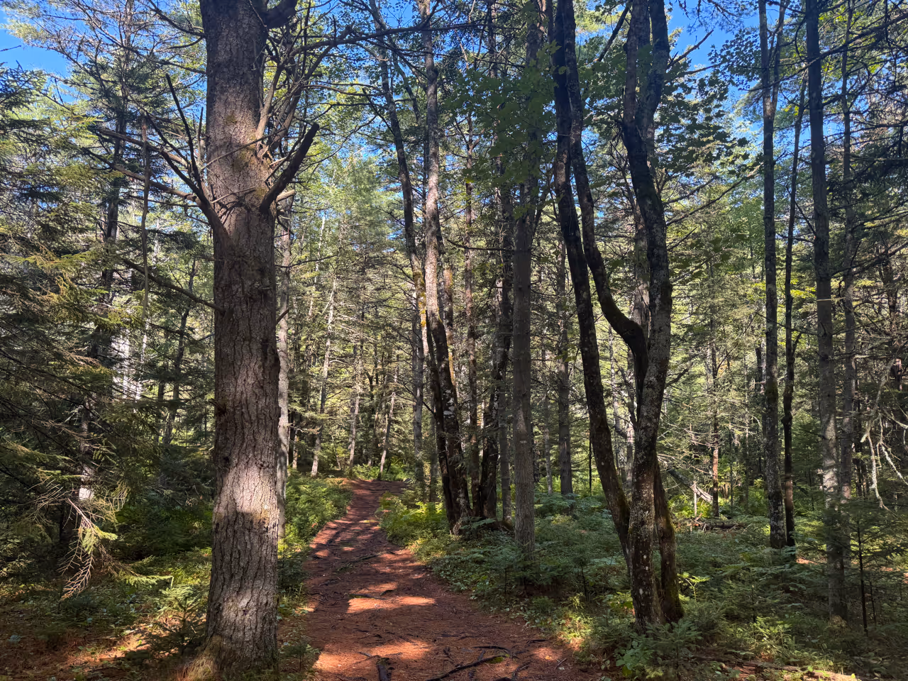 Nature scene: trees and forest path