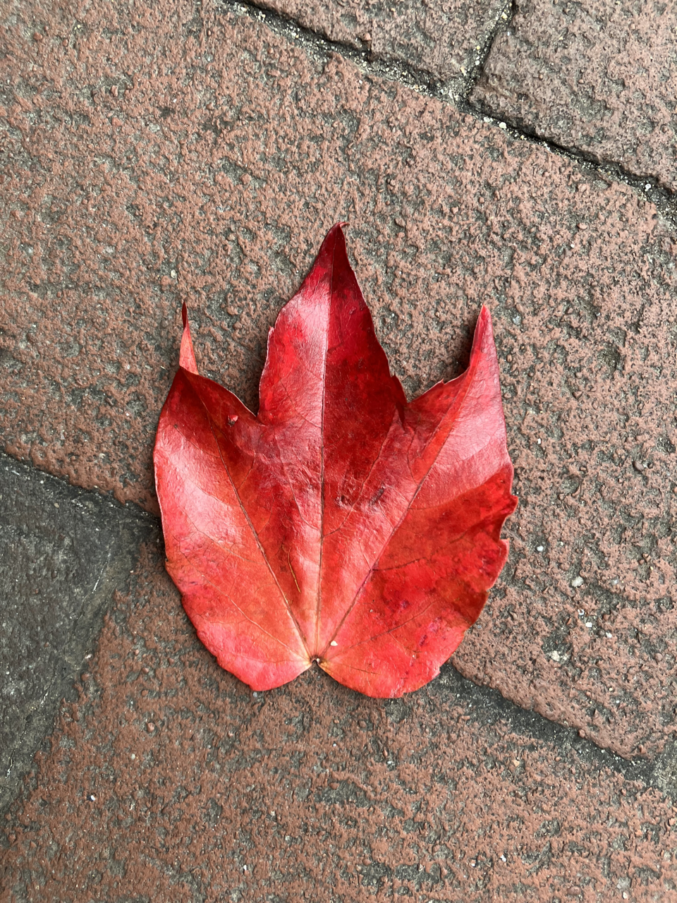 Large red leaf on the ground