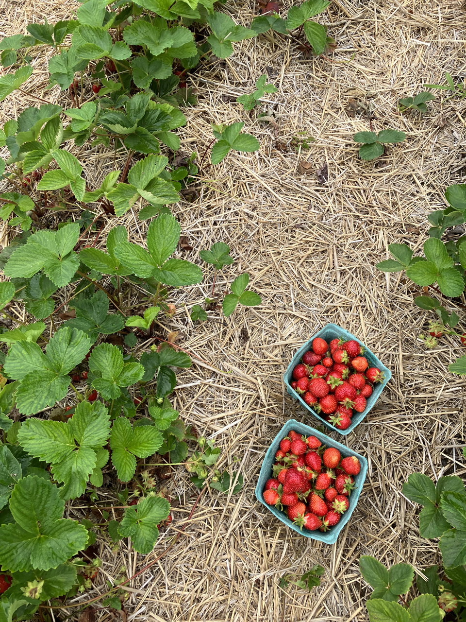 Strawberry plants and 2 containers of strawberries