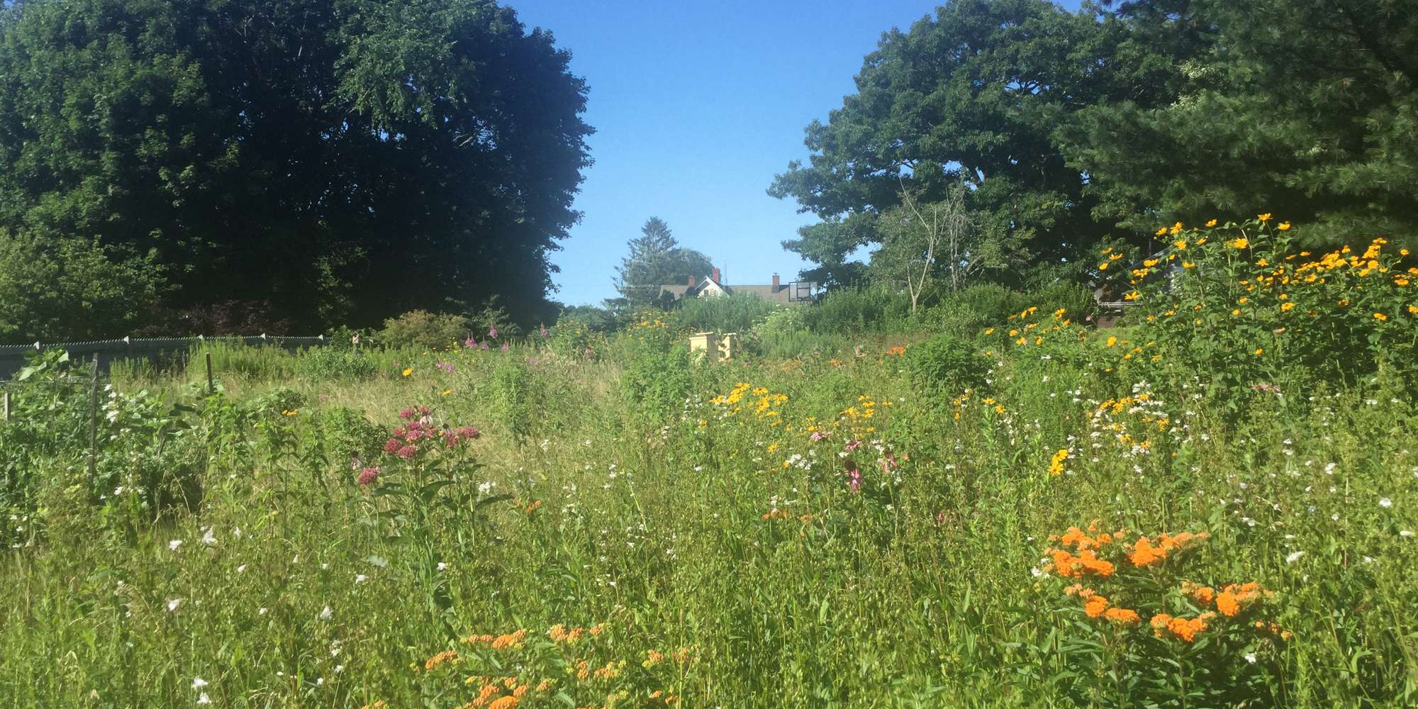 Nature scene: wildflower field