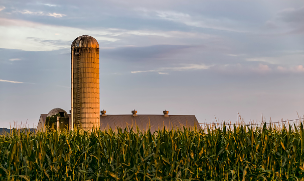 Tall silo and barn behind a dense green cornfield under a cloudy sky at sunset.