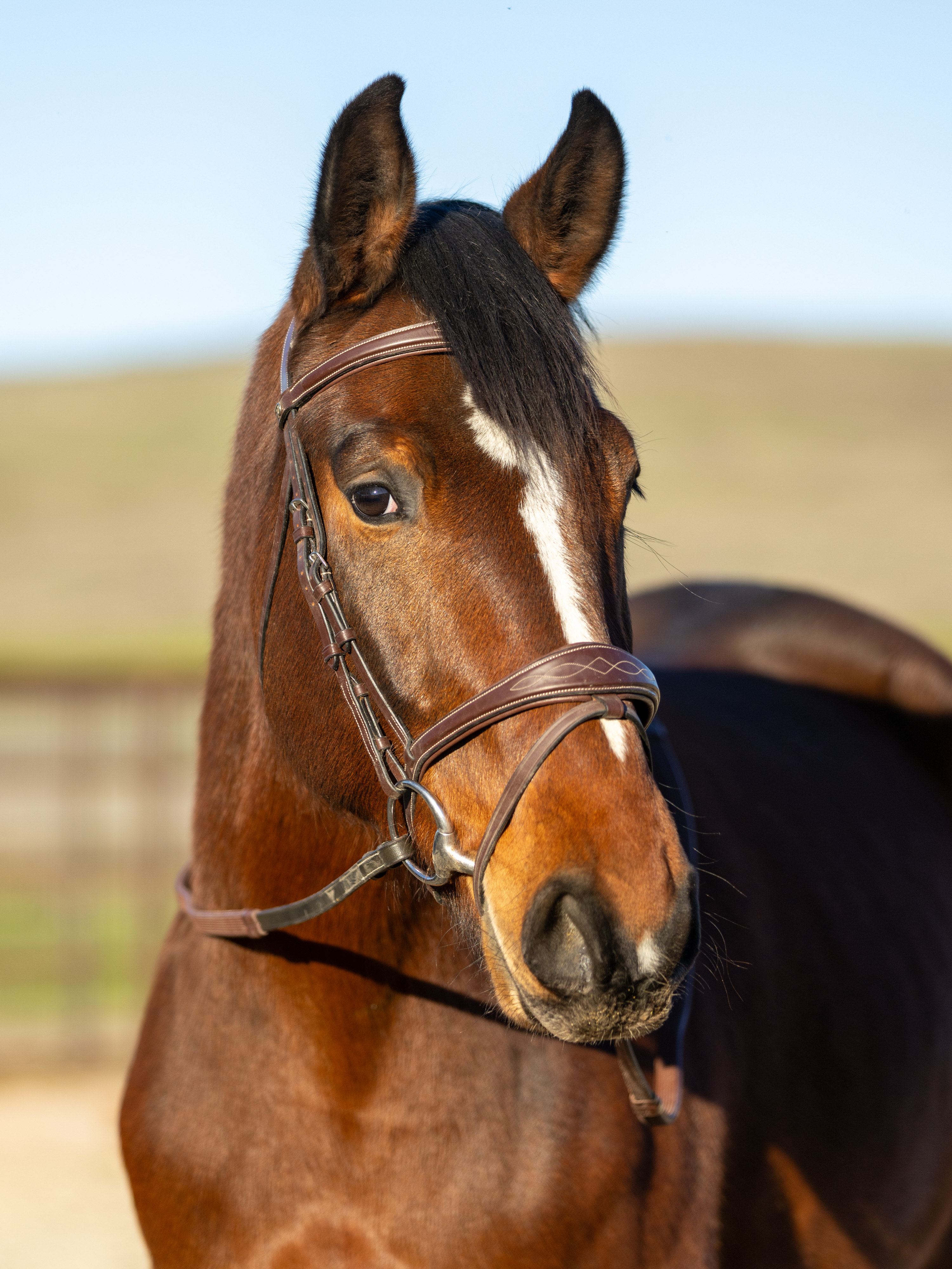 Close-up of a brown horse with a white blaze on its forehead wearing a leather bridle.