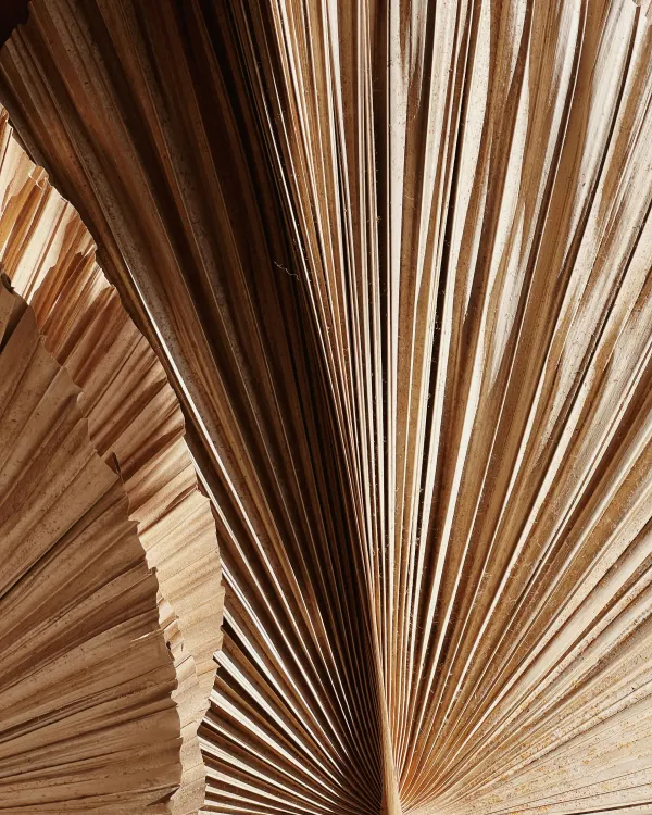Rattan fibers