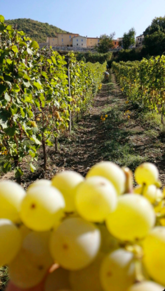 image2 Small-340x600