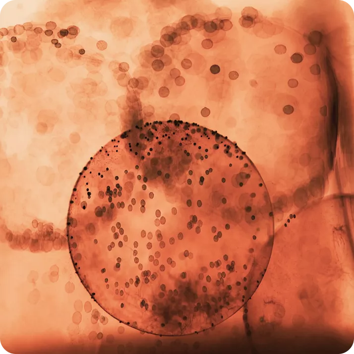 Improved Cellular Health