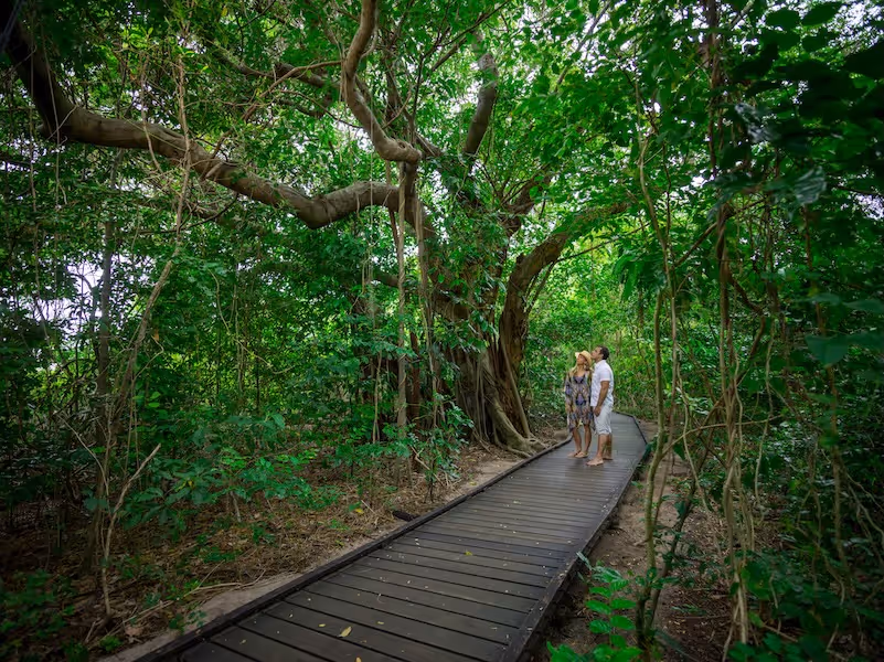 Two people standing barefoot on a wooden path in a dense green rainforest, looking up at a large tree with hanging vines.