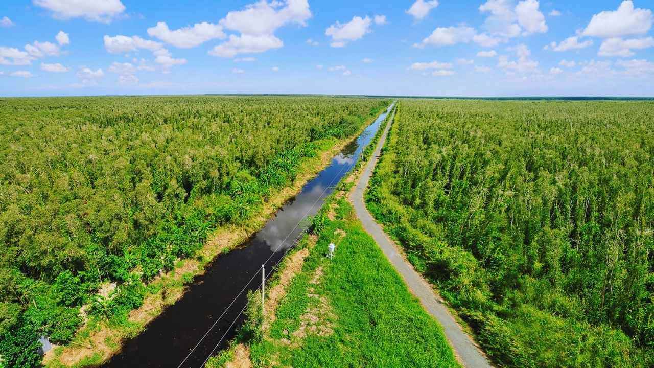 Aerial view of a canal cutting through the vast cajuput forest in U Minh Ha National Park.