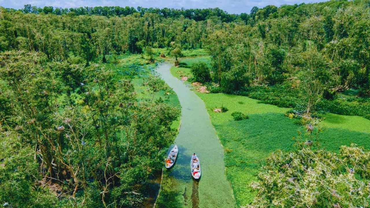 An aerial view of a boat tour through the lush Tra Su Cajuput Forest on a river of green duckweed.