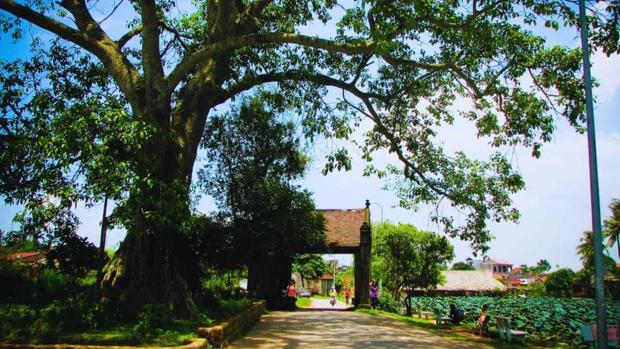 The ancient banyan tree frames the Mong Phu gate at Duong Lam Ancient Village, Hanoi.
