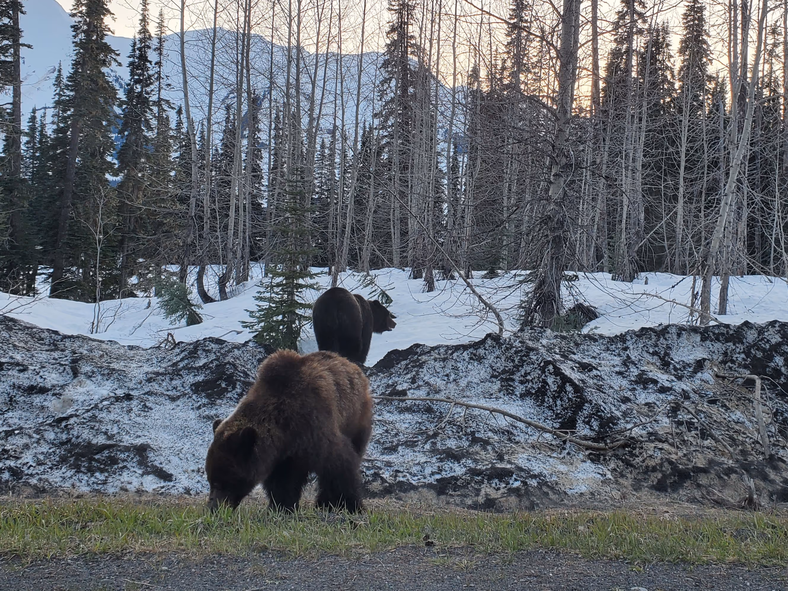 Two grizzly bears are seen foraging on snow covered ground. In the background are skinny trees and mountains.