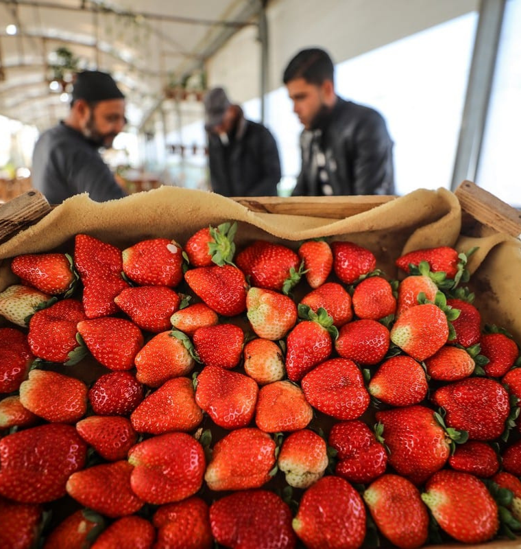 Berry Giant Fruitist Eyes IPO After Soaring to $400M in Sales