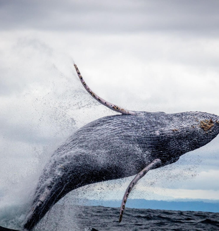Whales Quietly Accumulate as Institutions Step Back From the Crypto Spotlight