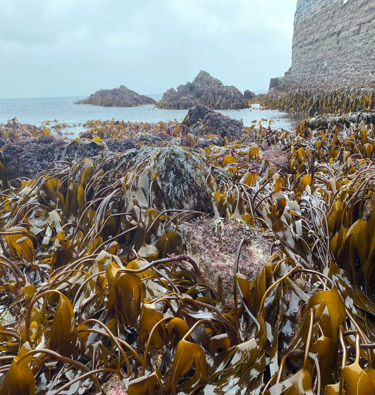 Kelp DAO Hit by Massive Exploit Shaking DeFi Confidence