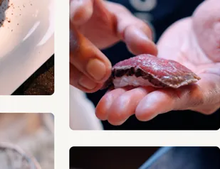 Mano sosteniendo un trozo de sushi con arroz y pescado crudo encima.