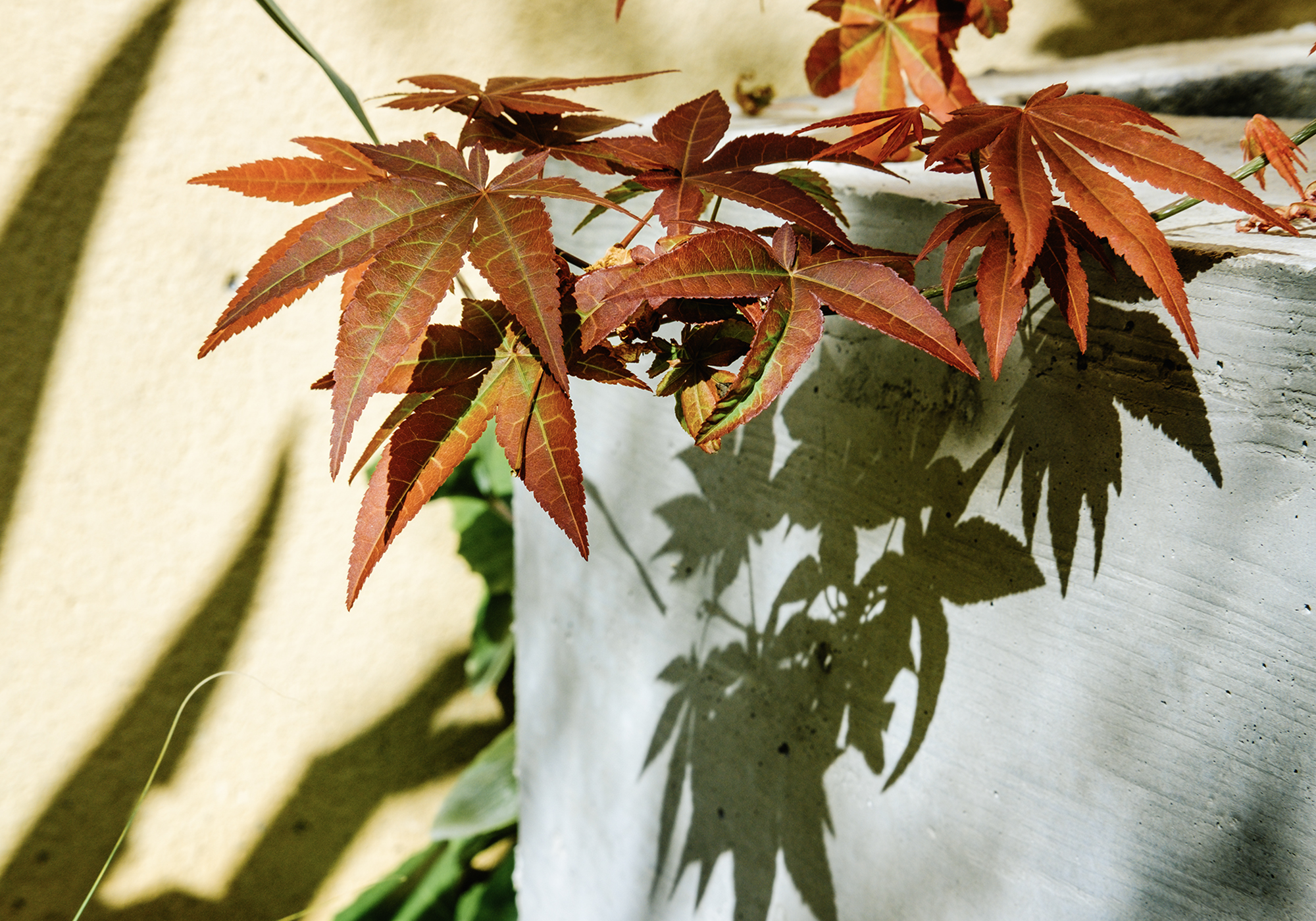 Simbiosi Landscape proyect