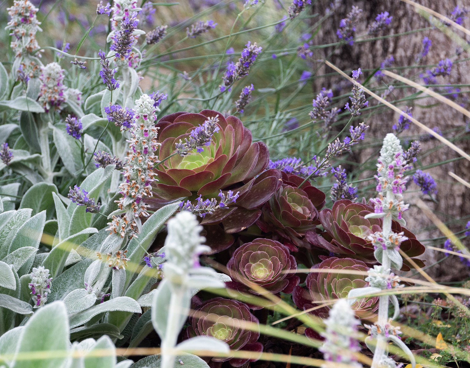 Simbiosi Landscape proyect