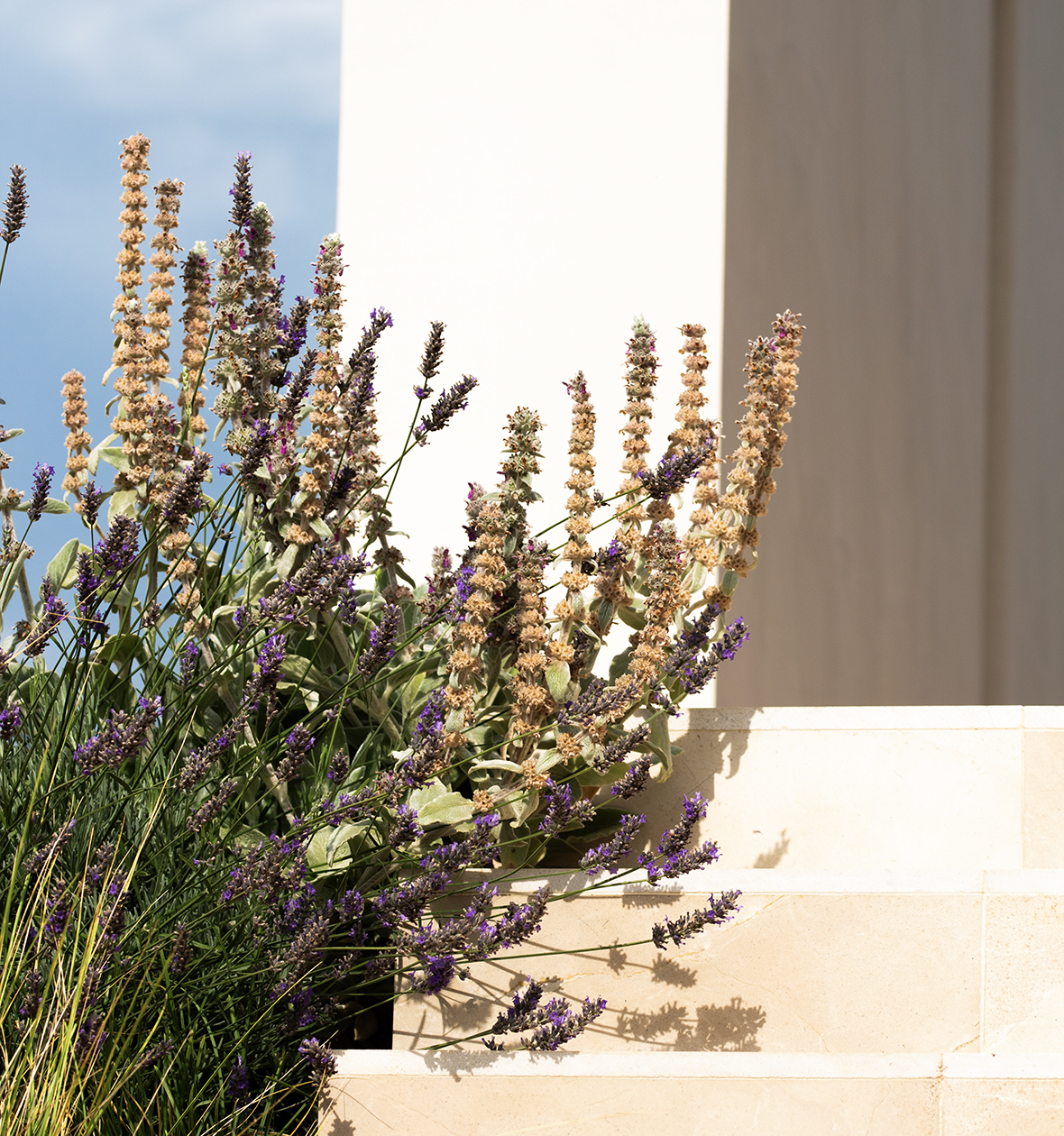 Simbiosi Landscape proyect