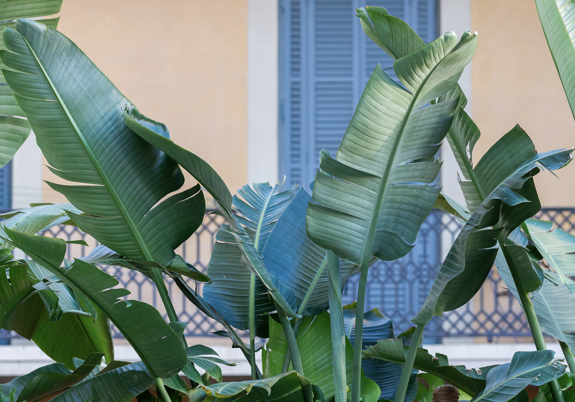 Simbiosi Landscape proyect