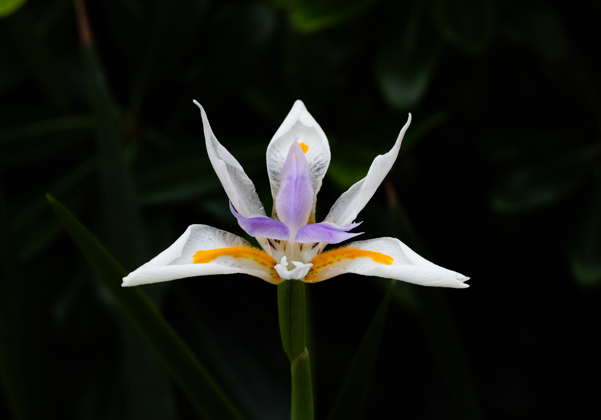 Simbiosi Landscape proyect