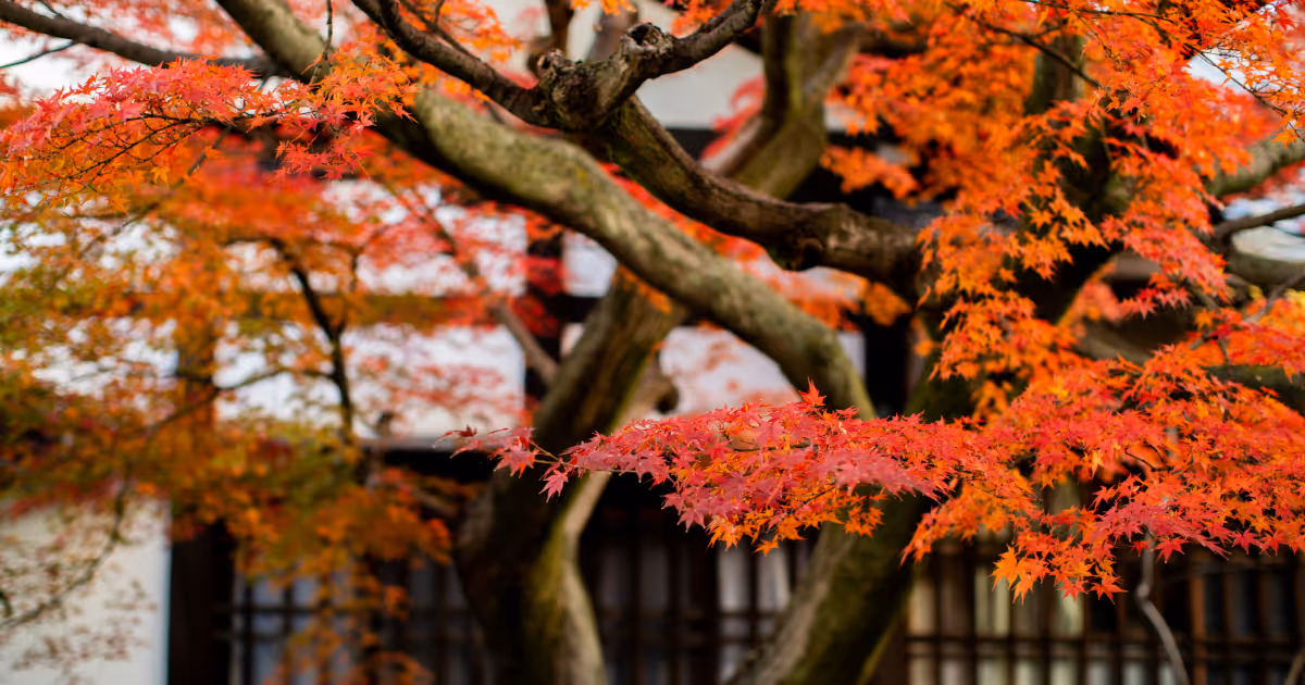 A photo of a Japanese Acer — maple tree — with Autumn foliage. The leaves are very red. There is a Japanese traditional house in the background. 