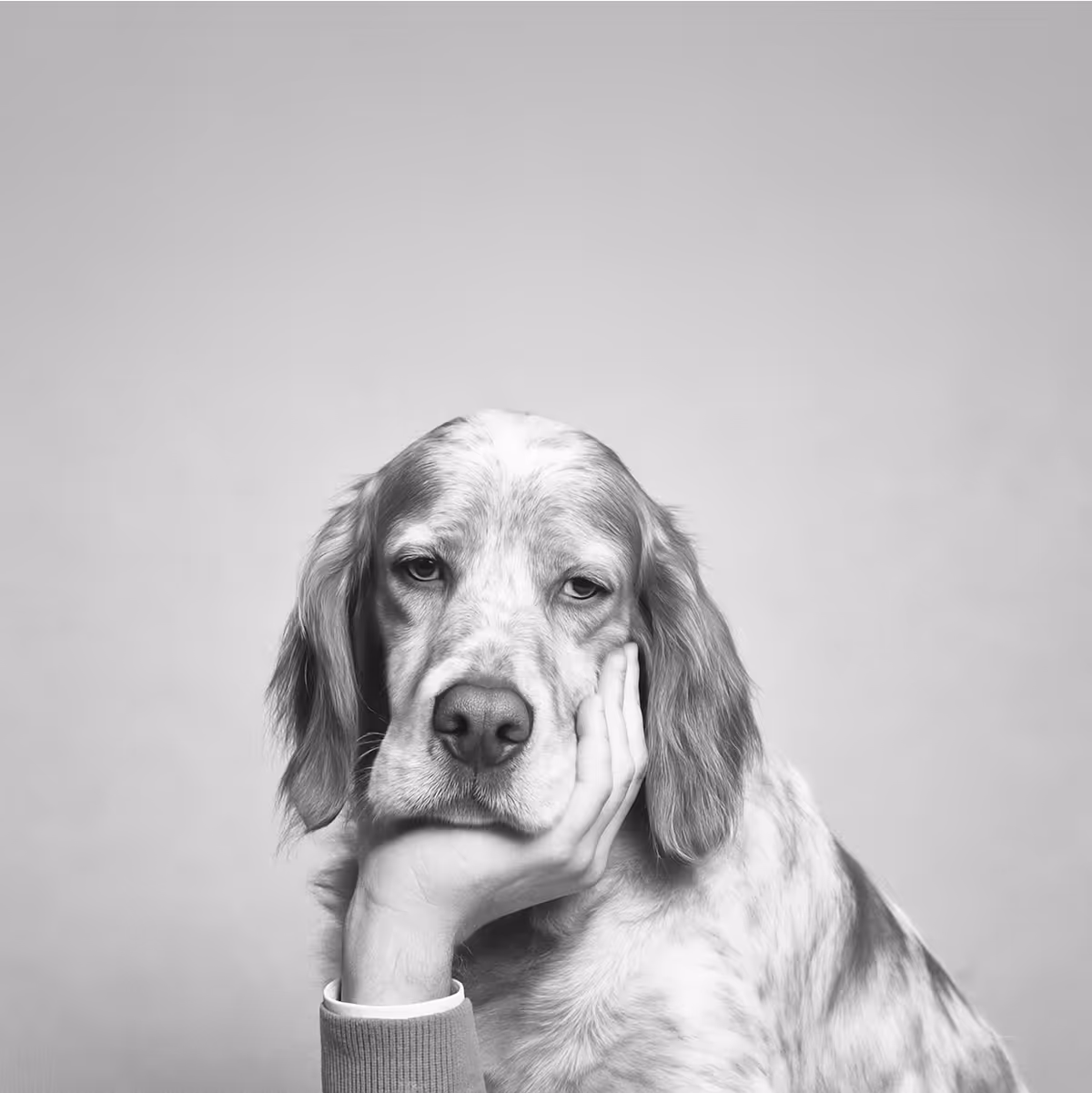 En hund hviler hodet på en menneskehånd og ser fremover med et kjedelig uttrykk.