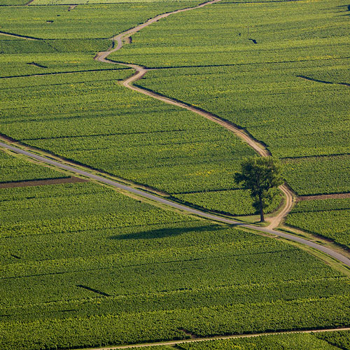 Aerial view of vineyard rows with a winding dirt path and a single tree.