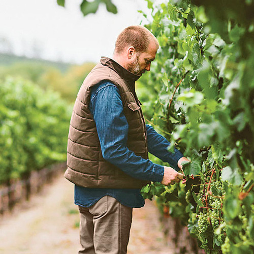 Winemaker examining grapevines in a vineyard.