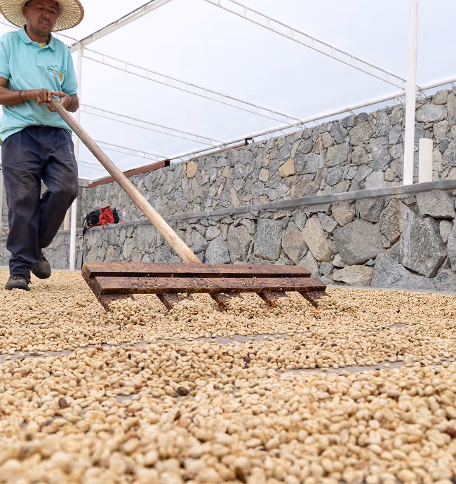 Hombre cosechando granos de café