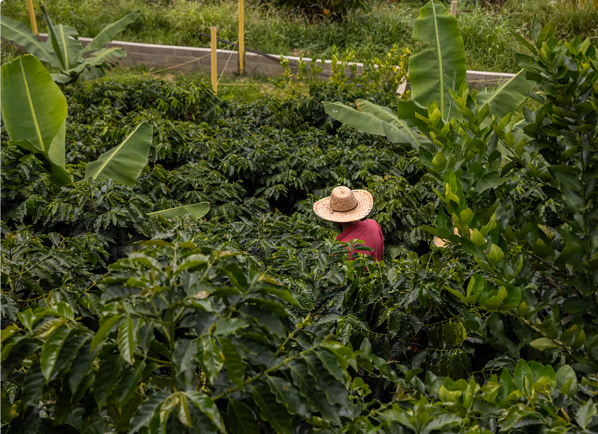 Hombre en sembradíos de café