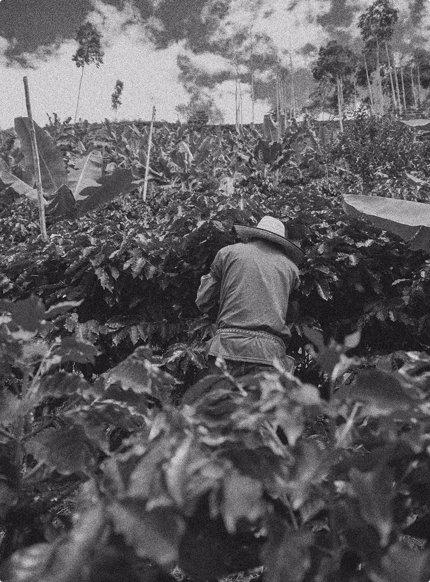 Hombre recogiendo café de los sembradíos