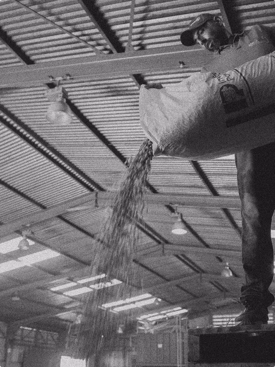 Vaciando sacos de café