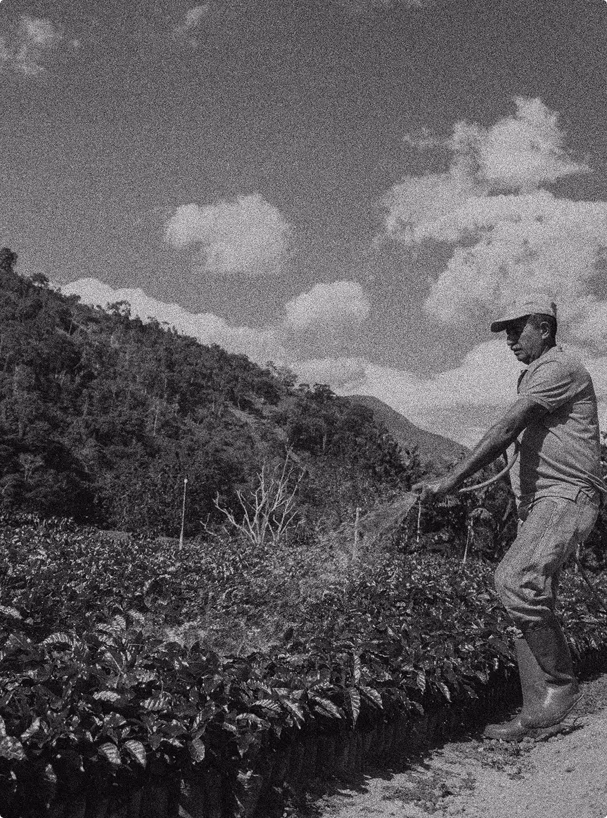 Hombre regando sembradíos de café
