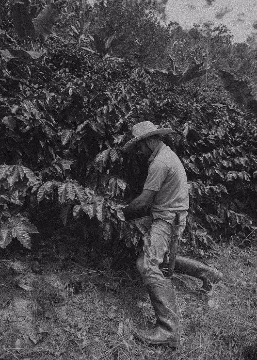 Hombre cosechando granos de café