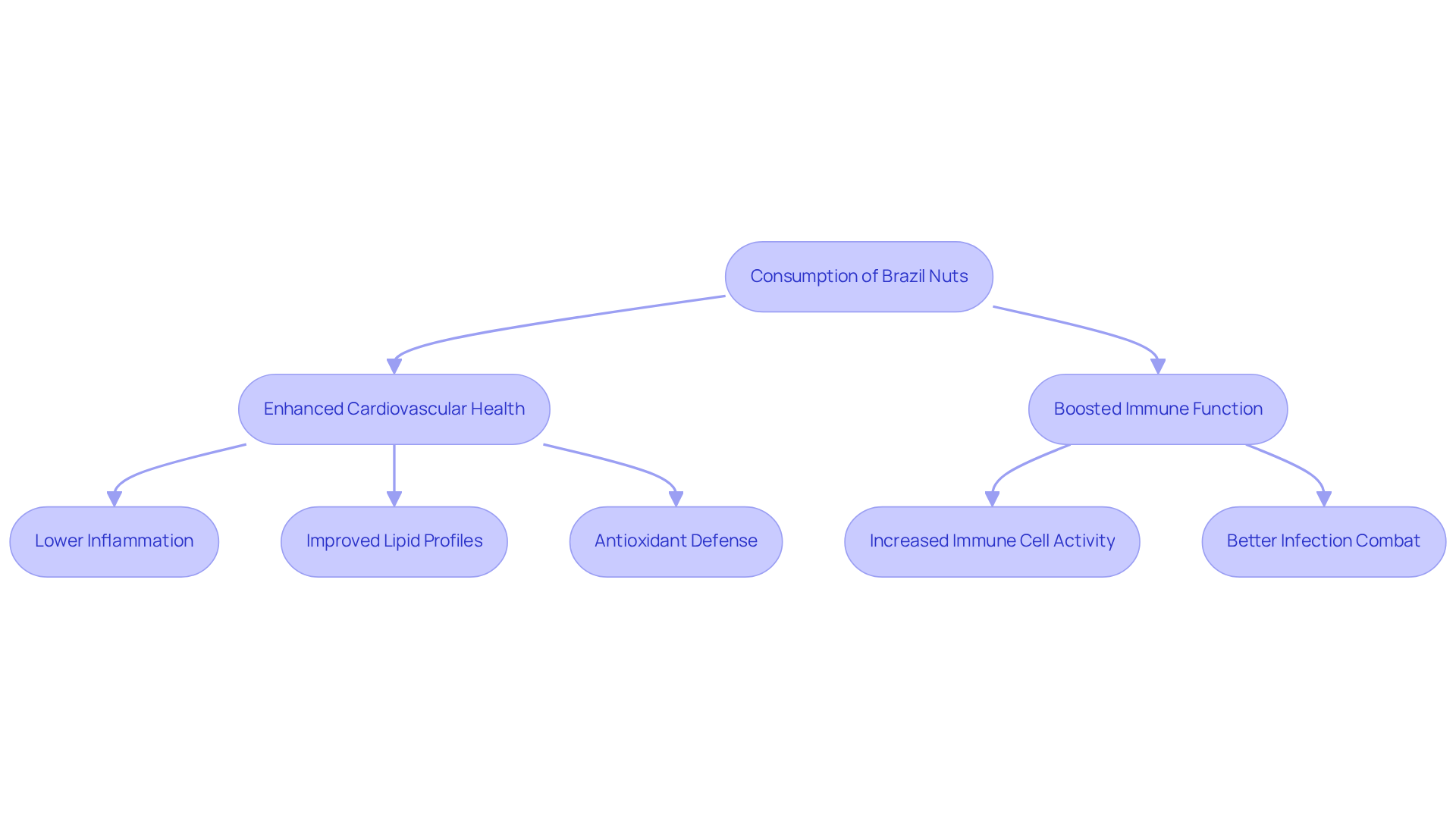 Follow the arrows to see how enjoying Brazil nuts can enhance your heart and immune health! Each benefit shows the positive effects of their selenium-rich content. Follow the arrows to see how enjoying Brazil nuts can enhance your heart and immune health! Each benefit shows the positive effects of their selenium-rich content.