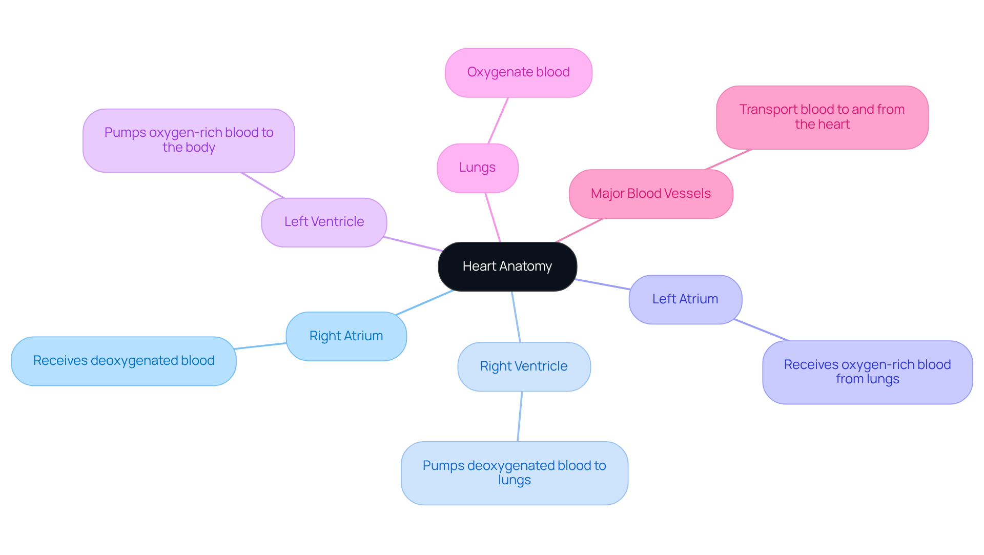The central node represents the heart, with branches showing each chamber and its role. Additional branches illustrate how the heart connects to nearby organs, helping you visualize its importance in the circulatory system.