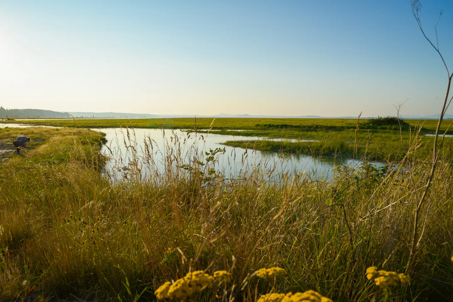 Camano wetlands during spring