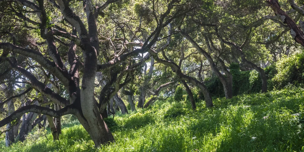 Hillside backyard with oak trees and native plants in Oak Park, California