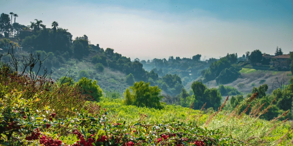 Rolling hillside suburban backyard with native plants and oak trees in Moorpark, California