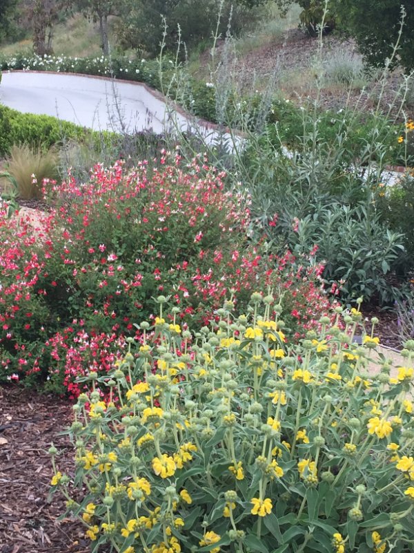 California Native Plant Landscaping by Jessie Flores Landscape Co. in Thousand Oaks, CA