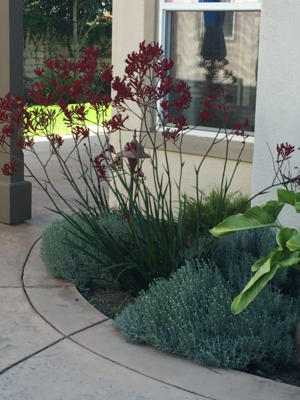 Drought-Tolerant Landscape Design with Succulent Plants by Jessie Flores Landscape Co. in Thousand Oaks, CA