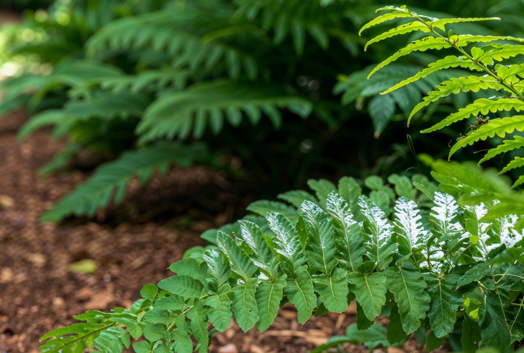 How to Design a Low-Maintenance Garden in Thousand Oaks