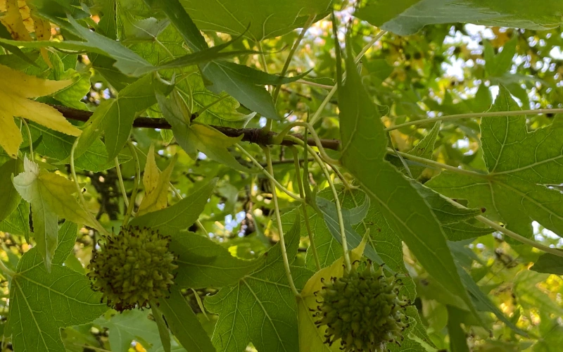 Fall seasonal cleanup in Thousand Oaks by Jessie Flores Landscape Co.