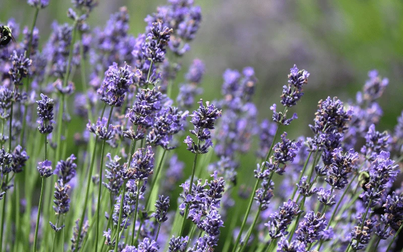 Lavender plants in a drought-tolerant landscape in Thousand Oaks designed by Jessie Flores Landscape Co.