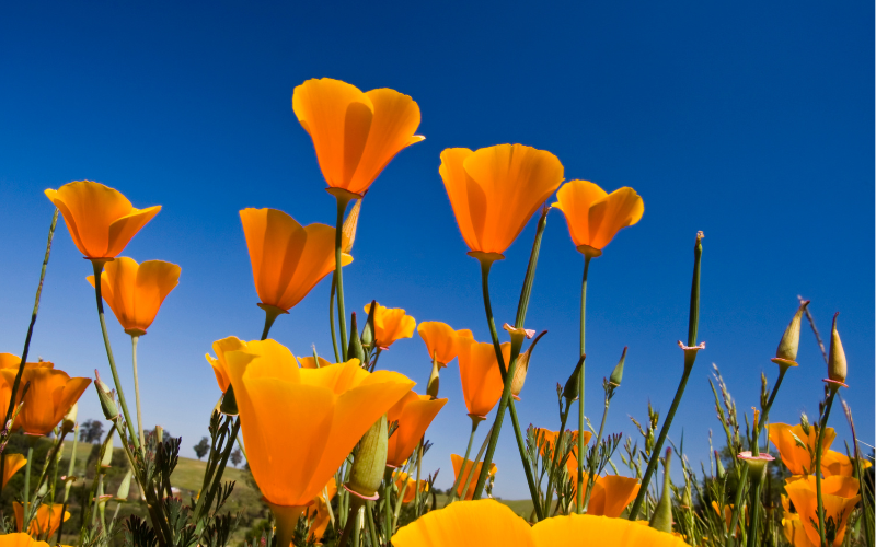 California poppies blooming in a drought-tolerant garden in Thousand Oaks designed by Jessie Flores Landscape Co.