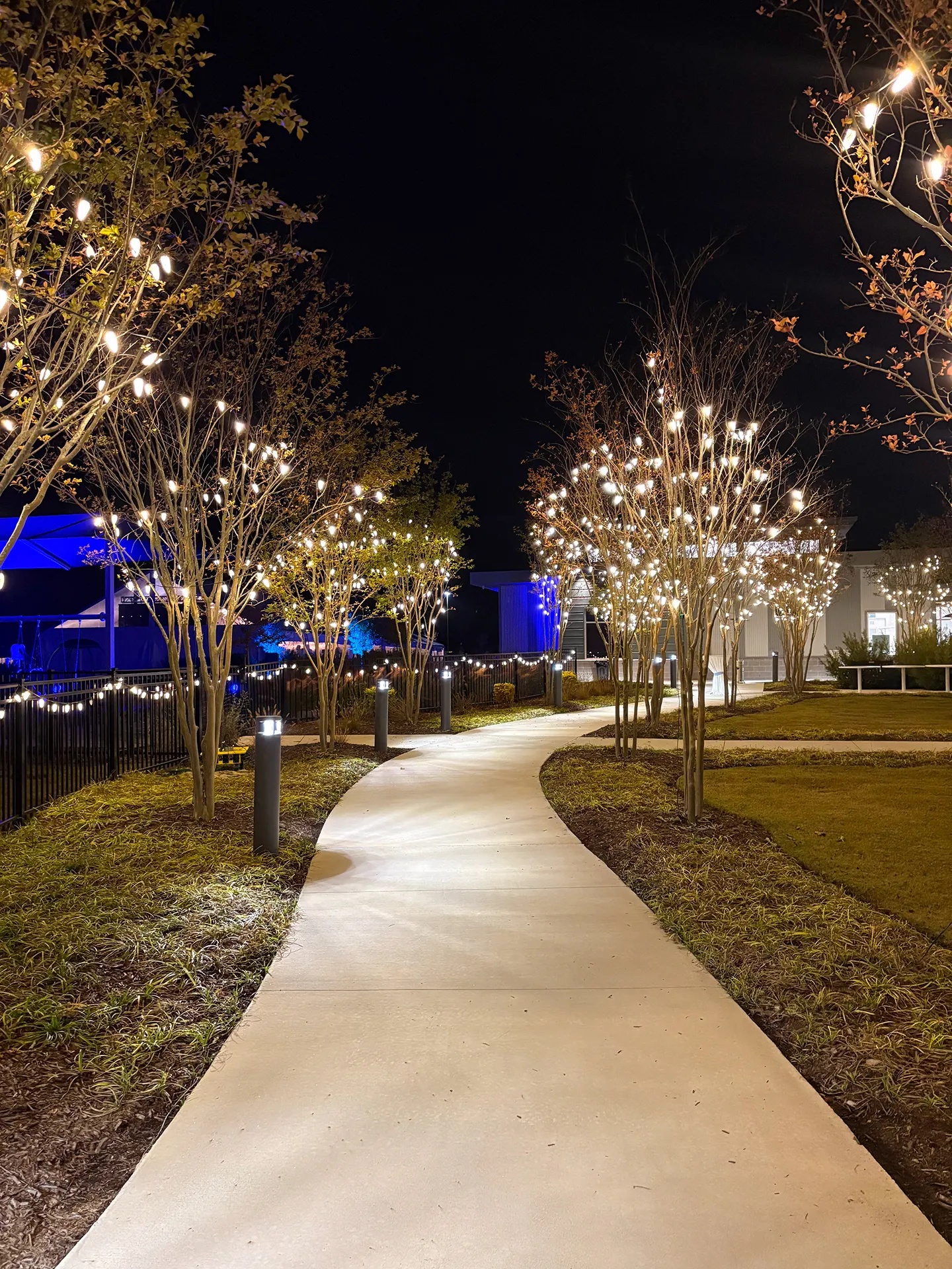 A sidewalk path with tress on either side that are lit by Christmas lights in the trees