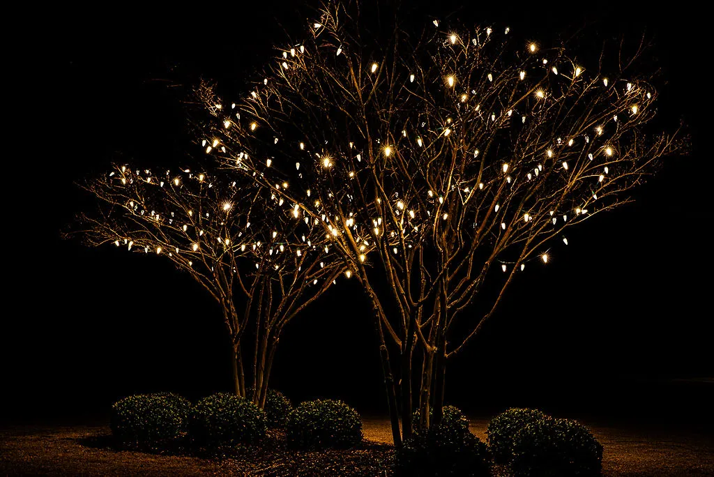 Two leafless trees adorned with warm white Christmas lights in Greenville, NC glowing brightly against a dark night sky, surrounded by small bushes on the ground.