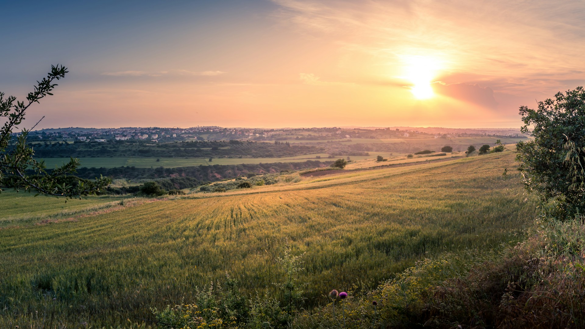 Sunset over a field